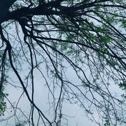 المیرا موسوی