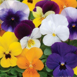 سینا یدالهی