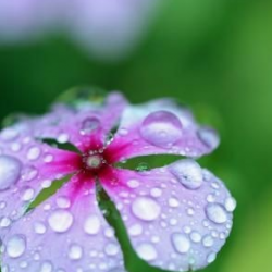 سیده شبنم فاطمی